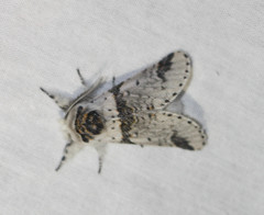 Furcula scolopendrina