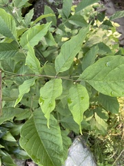 Fraxinus americana