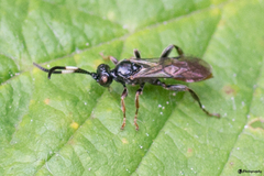 Crypteffigies lanius
