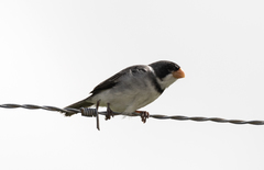 Sporophila albogularis