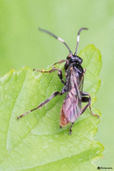 Crypteffigies lanius