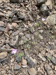 Clarkia amoena caurina