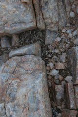 Haworthiopsis tessellata
