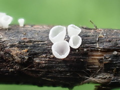 Calyptella capula