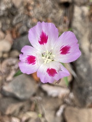 Clarkia amoena caurina