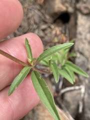 Clarkia amoena caurina