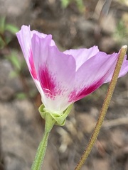 Clarkia amoena caurina