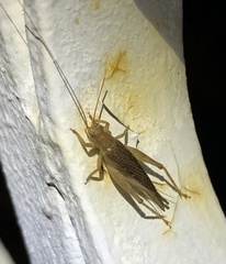Aphonoides
