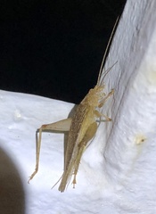 Aphonoides