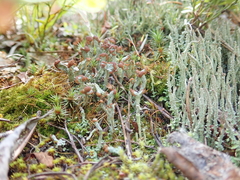 Cladonia cariosa
