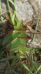 Hypericum foliosum