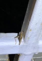 Aphonoides