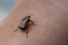 Hoplia squamifera