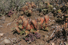 Haworthiopsis viscosa