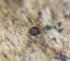 Licea minima