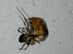 Amphimallon assimile