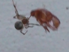 Amphimallon assimile