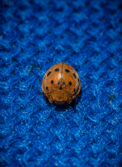 Epilachna varivestis