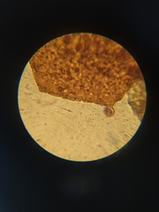 Licea minima