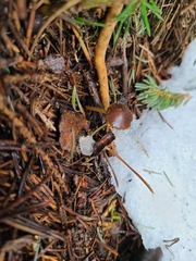 Strobilurus occidentalis