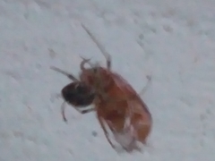 Amphimallon assimile