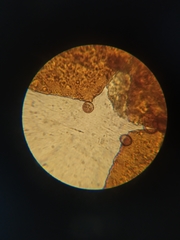 Licea minima