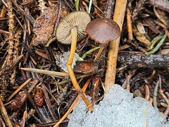 Strobilurus occidentalis