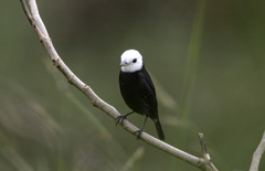 Arundinicola leucocephala