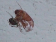 Amphimallon assimile