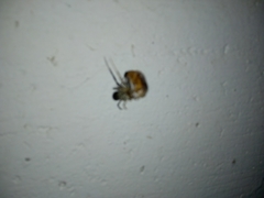 Amphimallon assimile