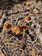 Mycena nivicola
