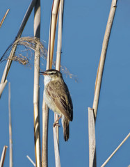 Acrocephalus schoenobaenus