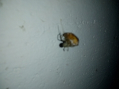 Amphimallon assimile