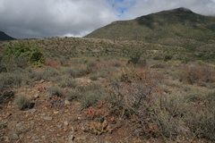 Haworthiopsis viscosa