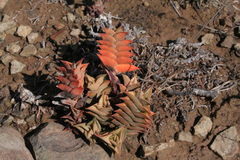 Haworthiopsis viscosa