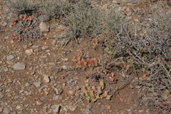 Haworthiopsis viscosa