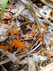 Byssonectria terrestris