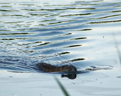 Ondatra zibethicus