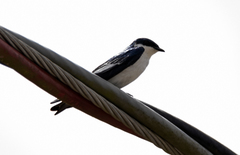 Tachycineta albiventer