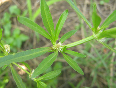 Amaranthaceae