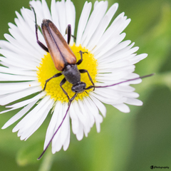 Stenurella melanura