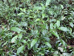 Pauridiantha paucinervis image