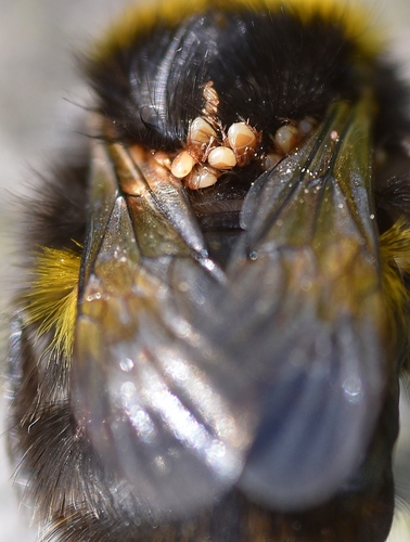 Parasitellus fucorum