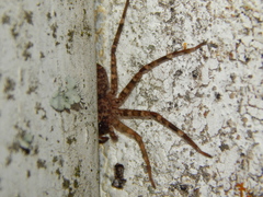 Selenops radiatus