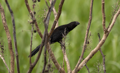 Crotophaga ani