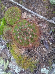 Parodia ottonis