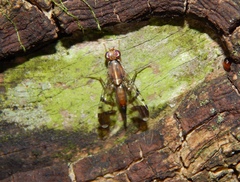 Coelotrypes major