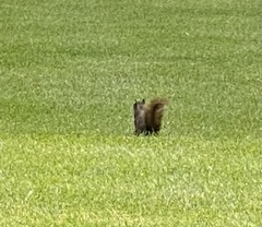 Sciurus carolinensis