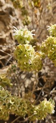 Pseudodictamnus undulatus
