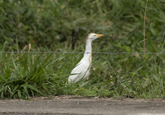 Bubulcus ibis